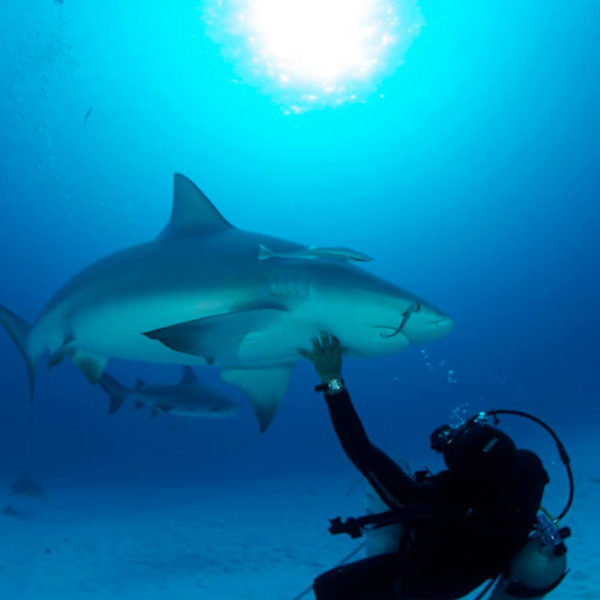 cancun great white shark diving