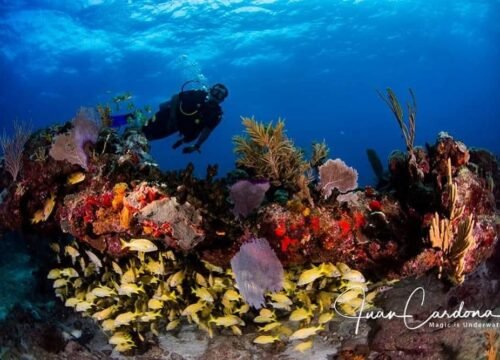 UNDERWATER VIDEO PADI