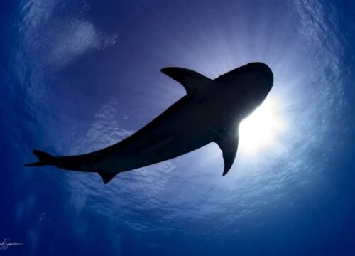 scuba dive with Bull Sharks in Mexico