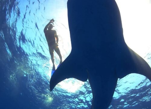 PADI VIDEO SPECIALTY COURSE