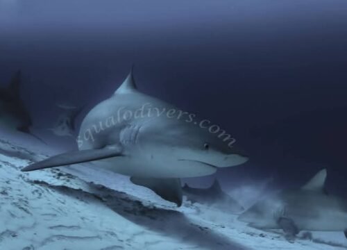 scuba dive with Bull Sharks in Mexico