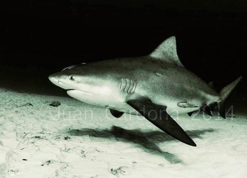 scuba dive with Bull Sharks in Mexico