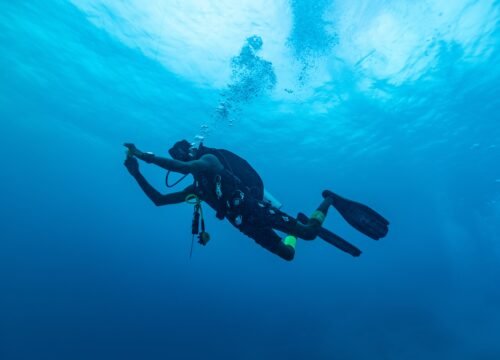 Dive into the Wonders of the Sea of Cortez