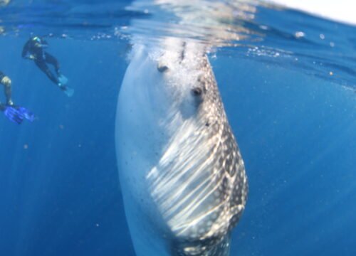 Whale sharks snorkel tour