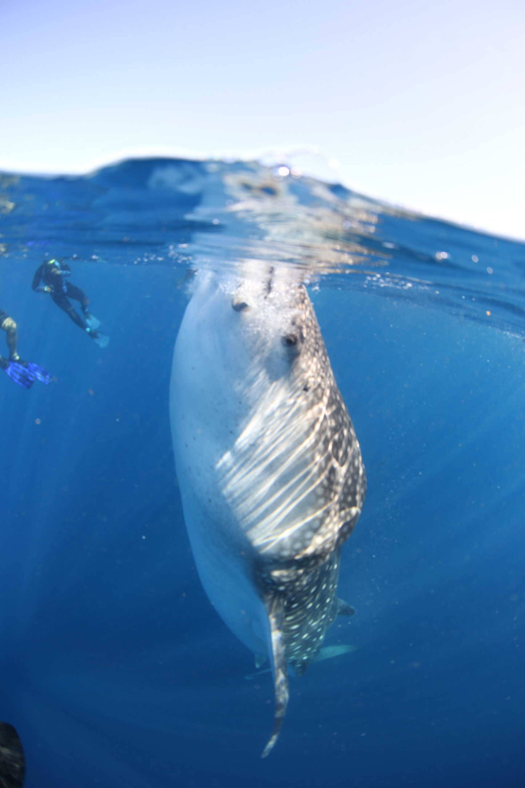 Whale sharks snorkel tour