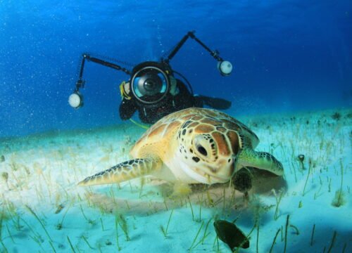 Underwater Photographer