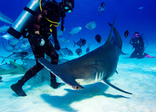 Expedition White Sharks Guadalupe Island