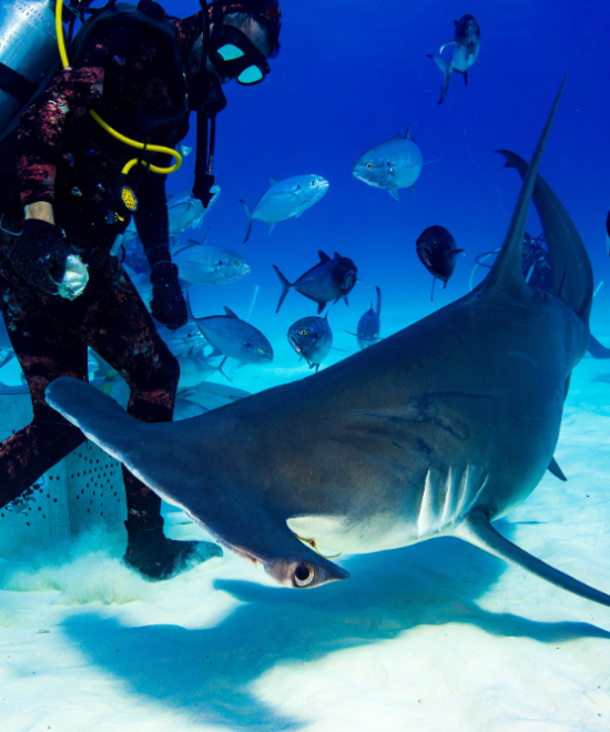 Buceo con Tiburones
