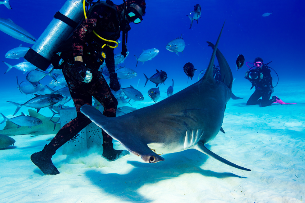 Dive with Majestic Bull Sharks