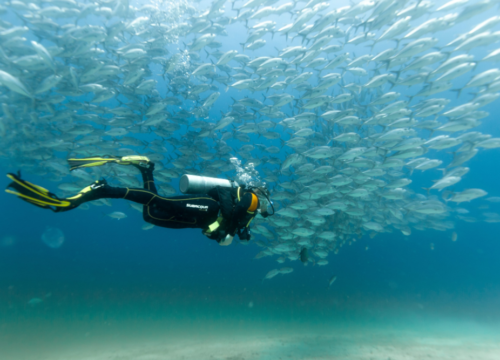 Exploring the Vibrant Reefs of Rocky, Zabargad & St. John's