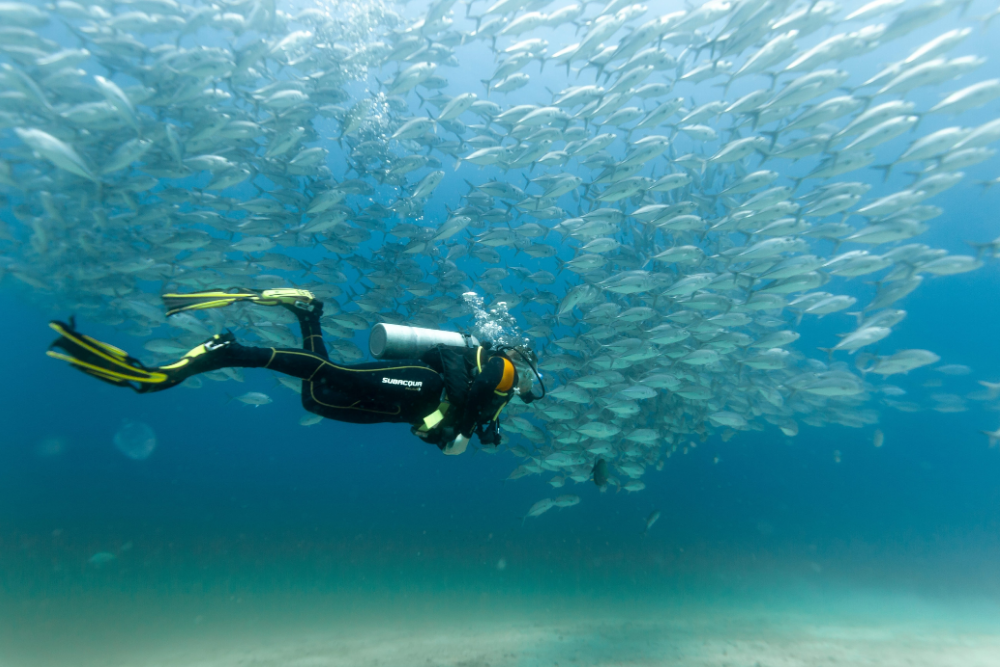 Exploring the Vibrant Reefs of Rocky, Zabargad & St. John's