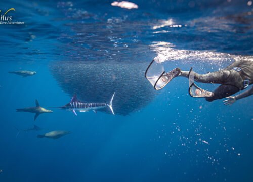 Sardine Run Mexico