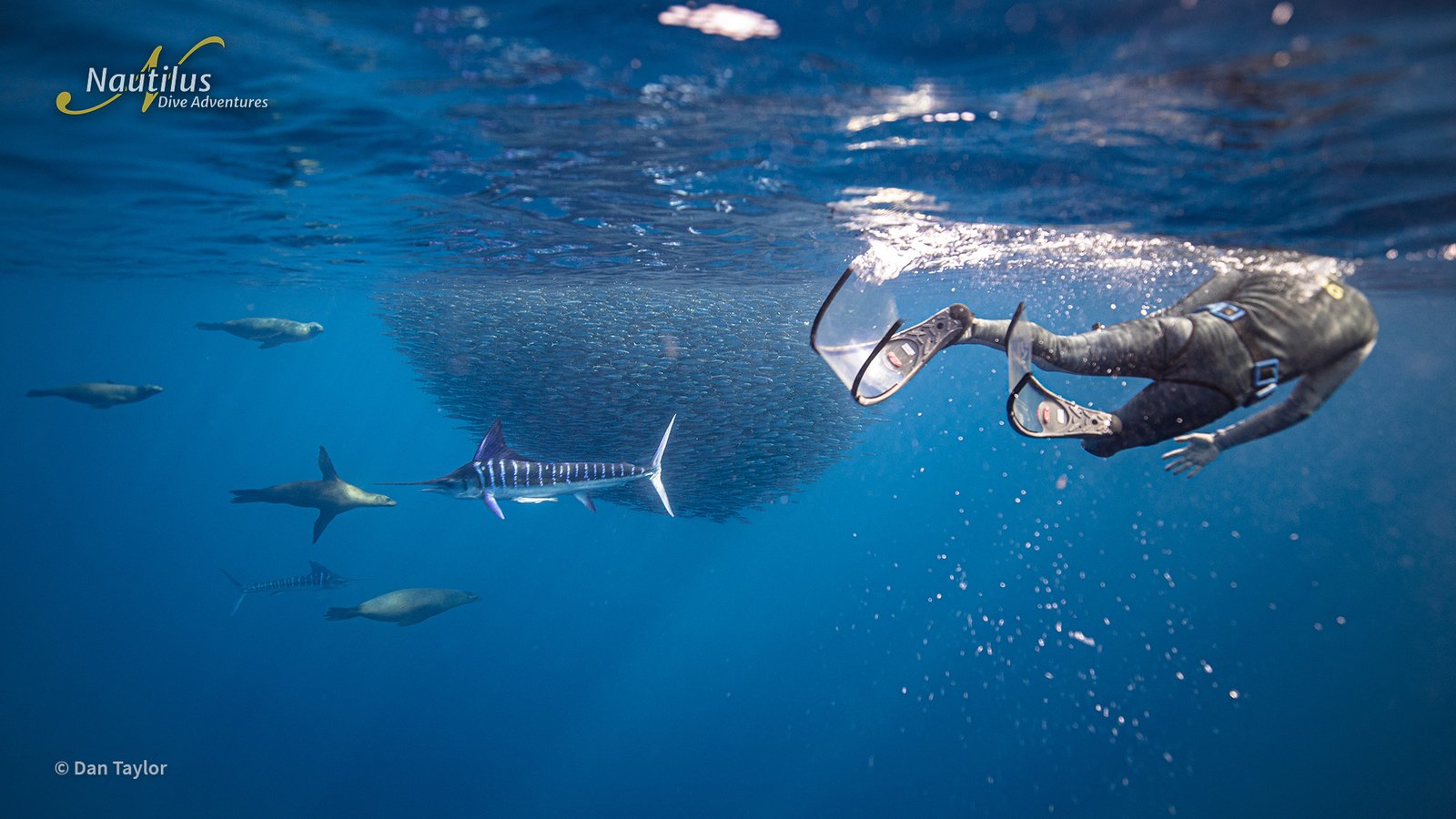 Sardine Run Mexico