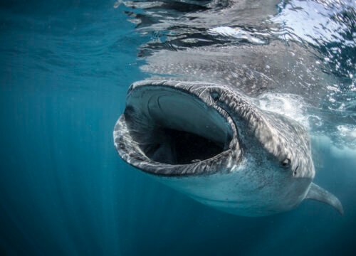 Whale sharks snorkel tour