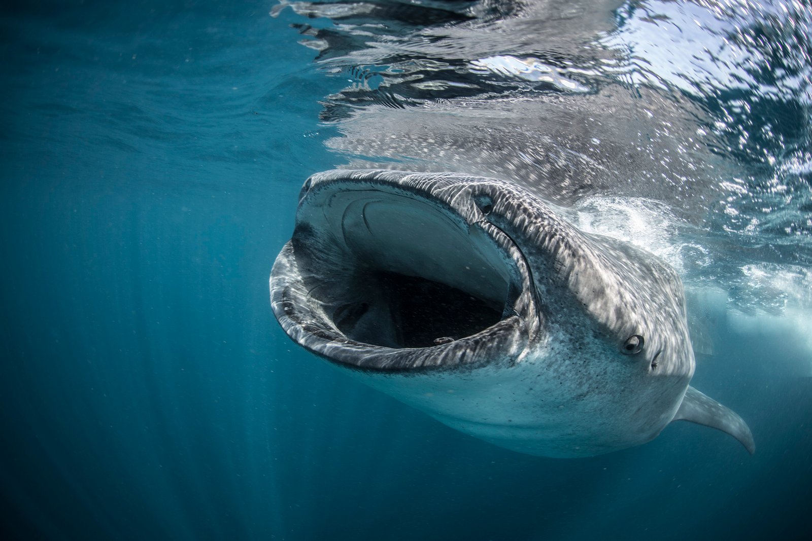 Whale sharks snorkel tour