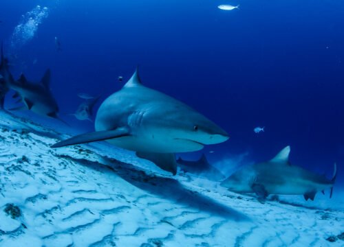 Pack Cozumel + Avistamineto de Tiburones