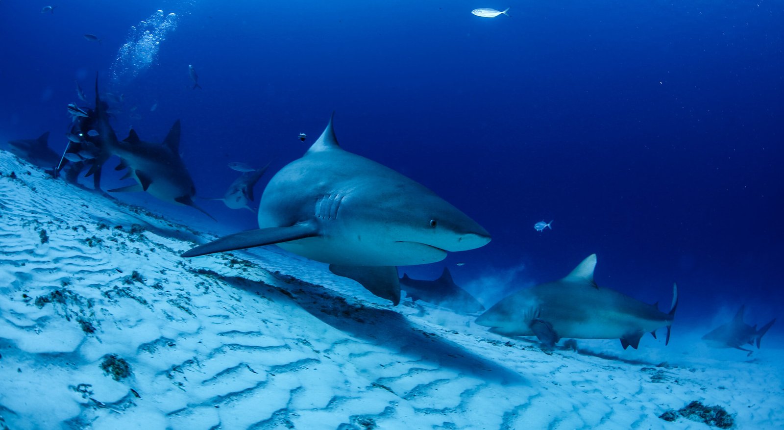 Pack Cozumel + Avistamineto de Tiburones