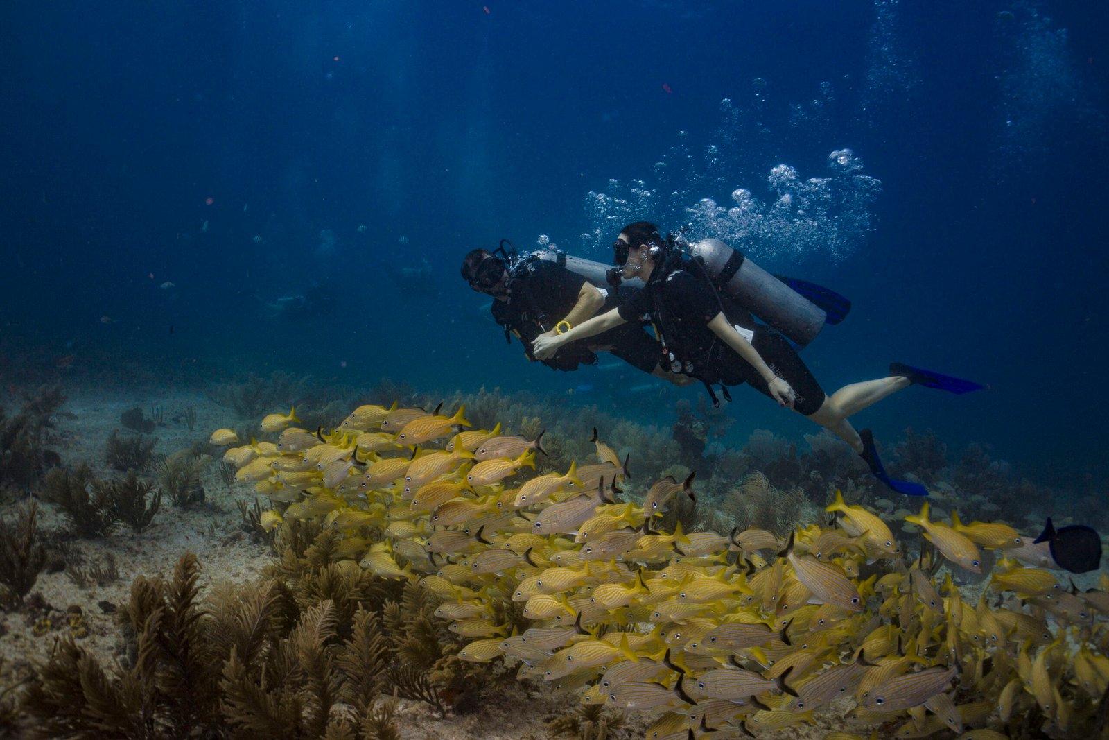 Drift Diver PADI
