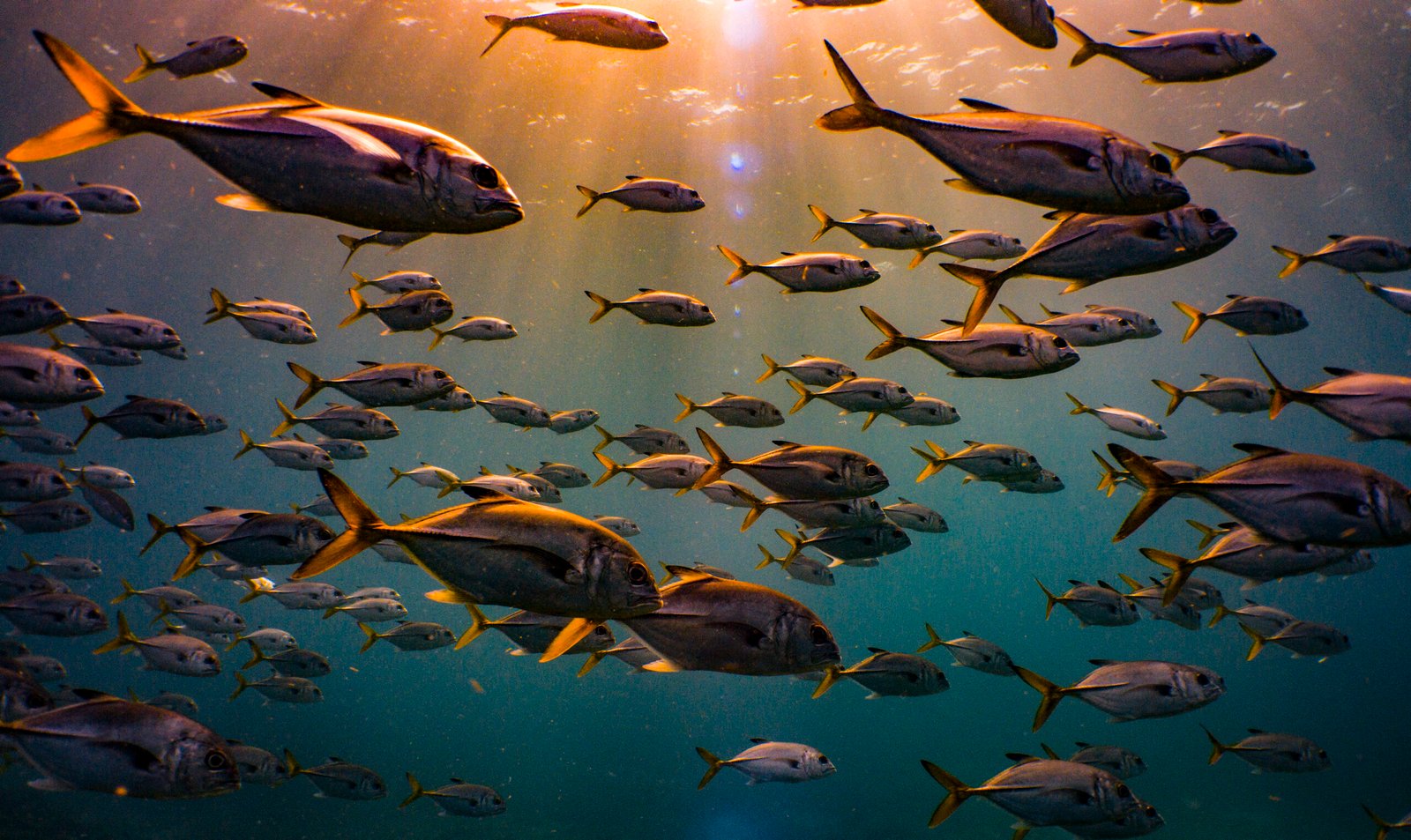 Identificación de peces PADI