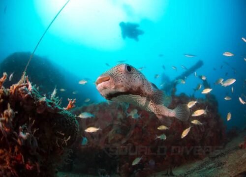 video course padi