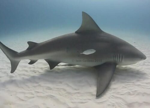 Bucea con los Majestuosos Tiburones Toro