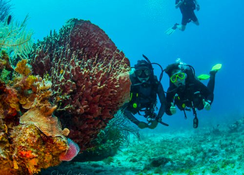 padi referral